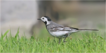 <p>KONIPAS BÍLÝ (Motacilla alba) /White wagtail - Bachstelze/</p>